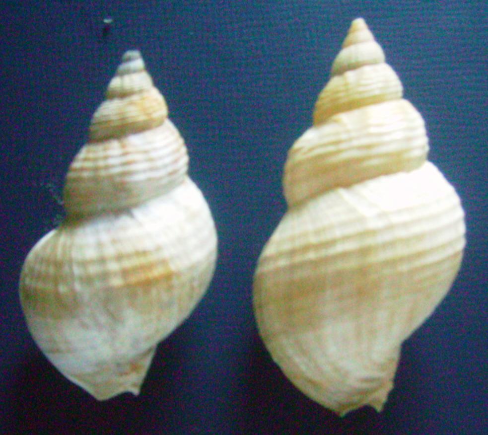 Buccinum undatum